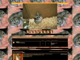 Hamster-chino