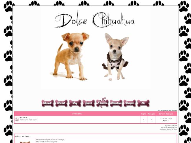 Dolce Chihuahua