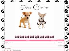 Dolce chihuahua